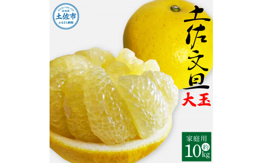 土佐文旦 家庭用 約10キロ（2L～4Lサイズ：16～21玉) 大玉 先行予約 数量限定 