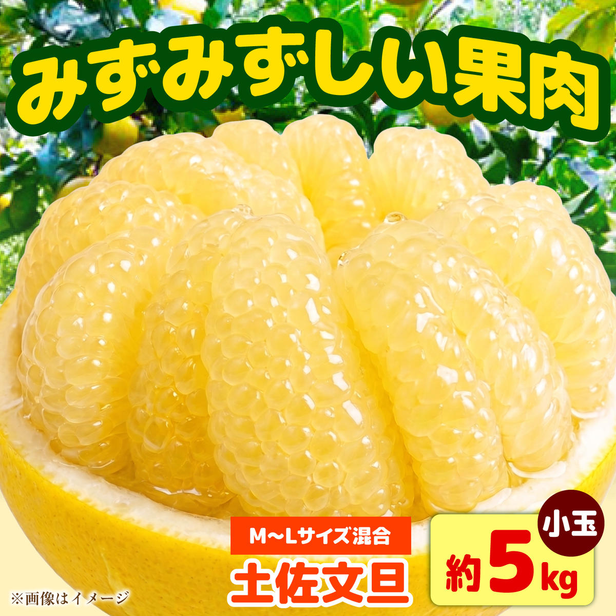 【先行予約】土佐文旦 小玉 家庭用 約5kg （M～Lサイズ：11～15玉入り） 文旦 ぶんたん ブンタン 柑橘 フルーツ デザート 果物 ご当地 人気 名産＜2027年1月下旬から順次発送＞【玉木農園】