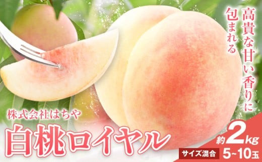 【2026年先行予約】岡山白桃 等級 ロイヤル 約2kg《7月上旬‐8月下旬頃出荷》もも モモ 岡山 国産 フルーツ 果物 岡山県 浅口市 株式会社 はちや フルーツ モモ 果物 青果 旬 白桃 国産 岡山県産【配送不可地あり】